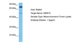 WDR70 Antibody, Novus Biologicals 100 &mu;L; Unconjugated:Antibodies, Polyclonal